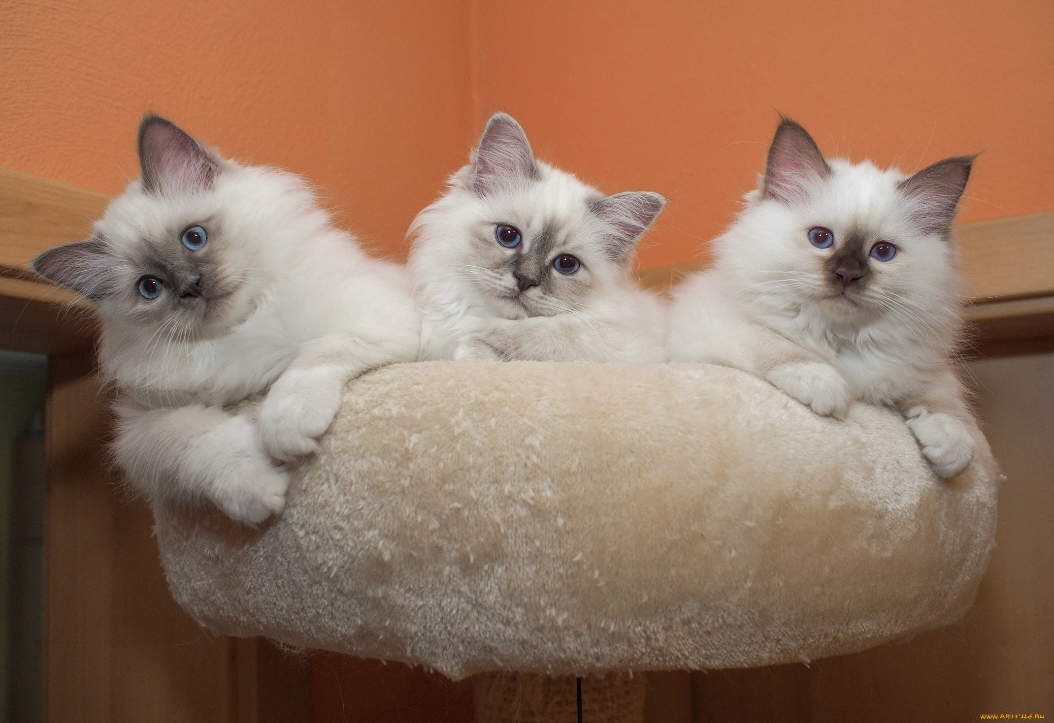 ��������, ����, ���, �����, ������